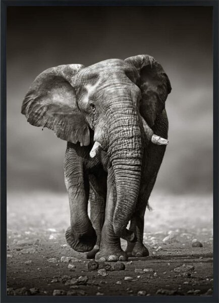 BIG ELEPHANT Tavla utan passpartou - 50x70cm